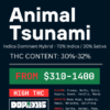 Animal Tsunami